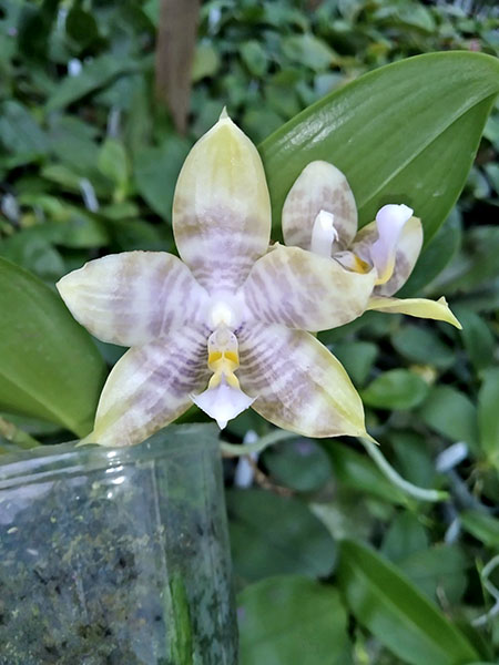 Phalaenopsis Tzu Chiang Tetralitz x Mituo Reflex Dragon.jpg