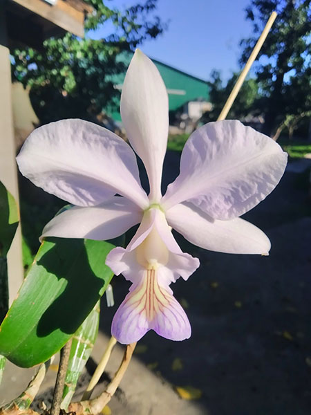 Cattleya nobilior amaliae 'Kaouthia' x 'Perfection'.jpg