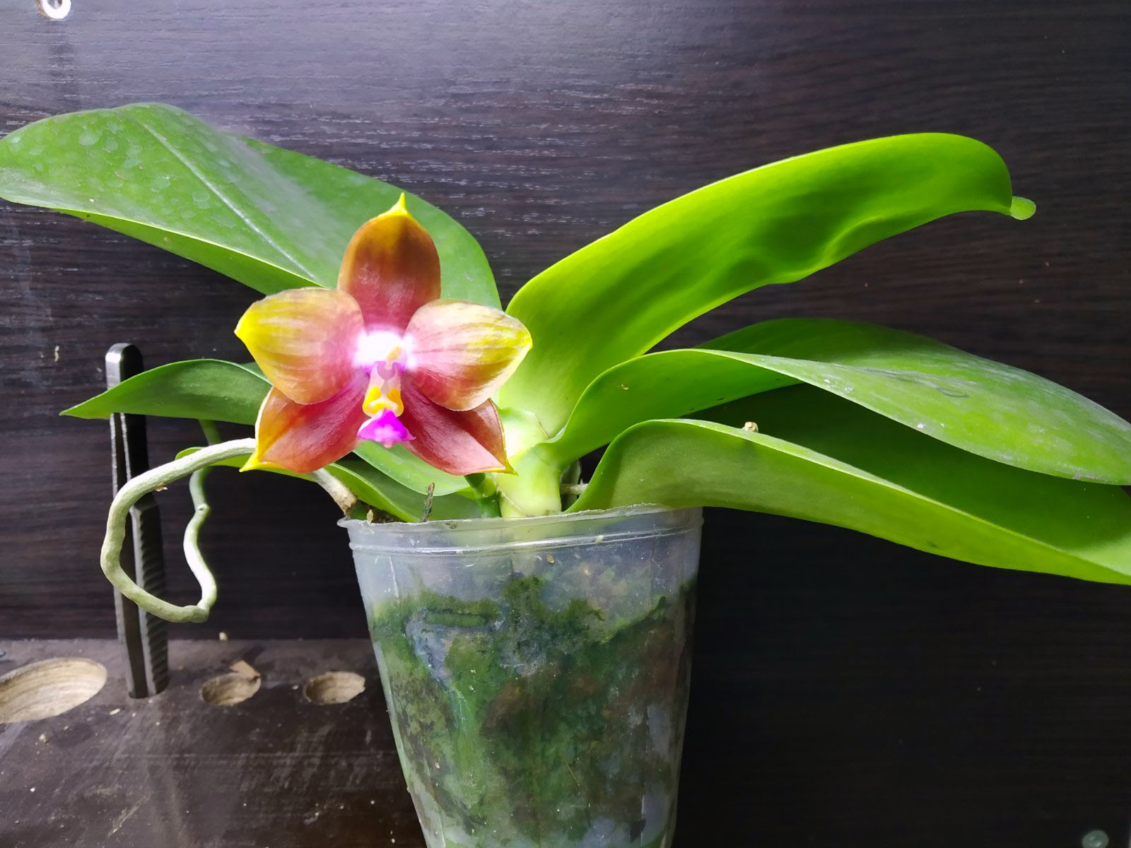 Phalaenopsis Mituo Princess 'Black Beauty' x Mituo Golden Tiger 'Green Tiger'.jpg