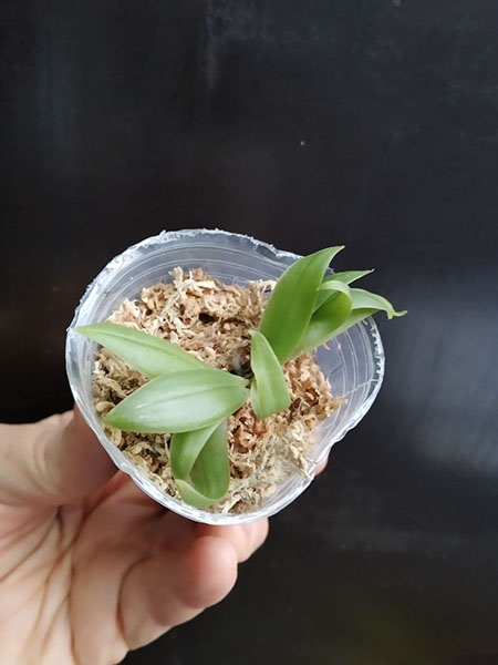 Aerangis seegeri.jpg