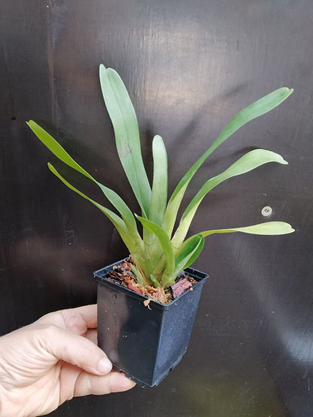Angraecum magdalenae.jpg