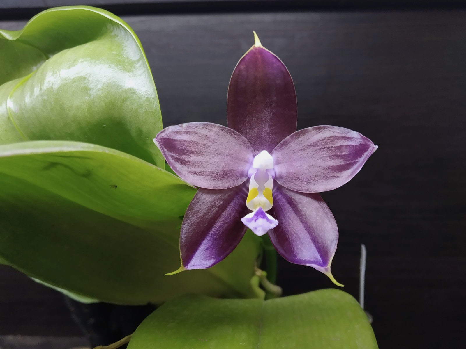 Phalaenopsis Mituo Blue Smurfs 'Blue-S' x Mituo Speciosa 'Blue-Coffe'.jpg