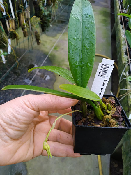 Bulbophyllum annandalei.jpg