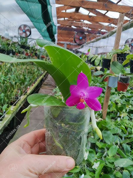 Phalaenopsis violacea indigo x Mituo Reflex Dragon 'Blue #2'.jpg