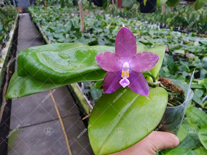 Phalaenopsis Mituo Blue Smurfs 'Blue-S' x Mituo Speciosa 'Blue-Coffe'.jpg