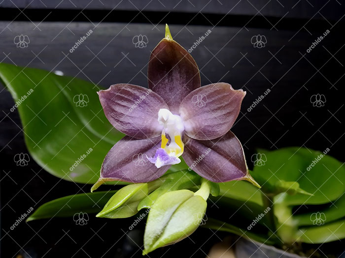 Phalaenopsis Mituo Blue Smurfs 'Blue-S' x Mituo Speciosa 'Blue-Coffe'.jpg