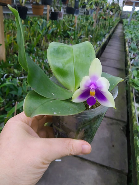 Phalaenopsis bellina blue.jpg