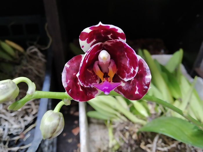 Phalaenopsis Mituo Gigan Dragon 'Dragon' x Mituo Sunrise.jpg