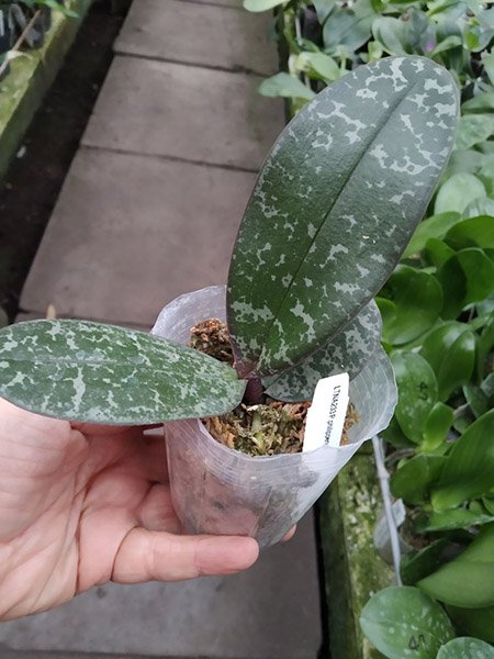Phalaenopsis philippinensis.jpg
