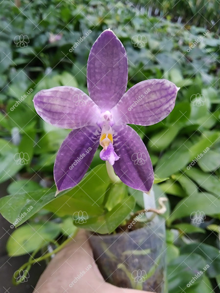 Phalaenopsis Mituo Blue Smurfs 'Blue-S' x Mituo Speciosa 'Blue-Coffe'.jpg