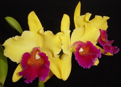 Brassolaeliocattleya Blc. Alma Kee.jpg