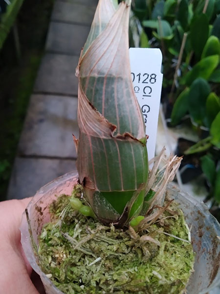 Clowesia Grace Dunn (Clowesia warczewitzii 'SVO' x Clowesia rosea 'Fantastic Andy').jpg