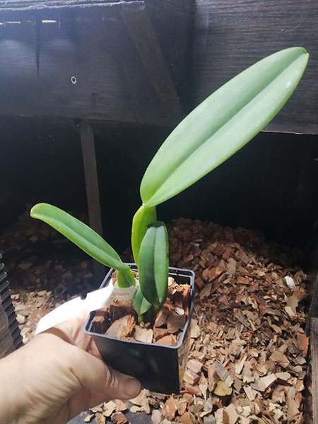 Cattleya labiata amesiana 'Menina' x 'Pedra Azul'.jpg