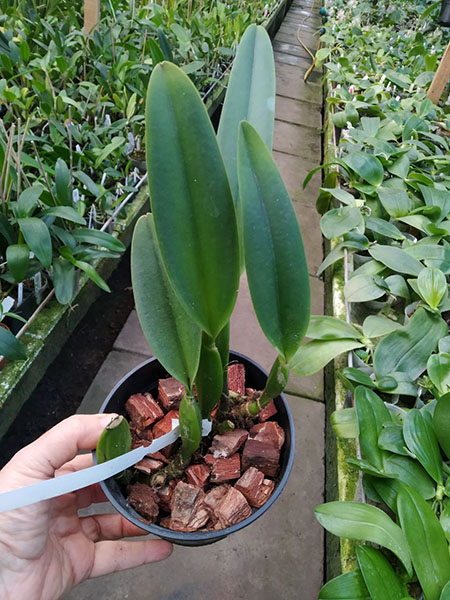 Cattleya percivaliana 'Summit' x ‘Remolacha'.jpg