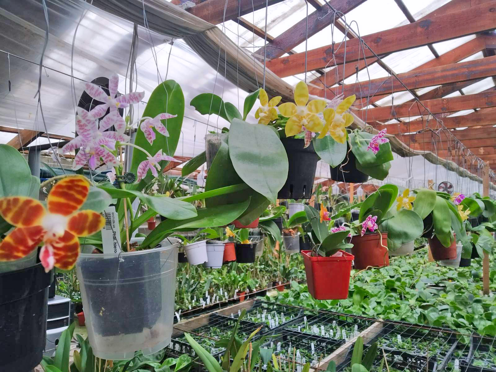 orchids.ua.jpg