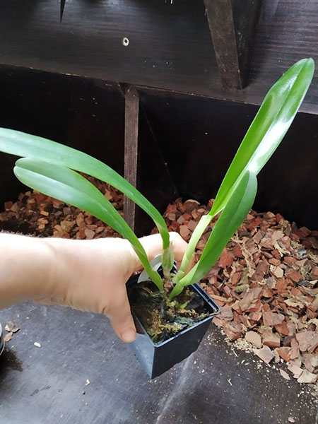 Rhyncholaeliocattleya Amazing Thailand 'Rainbow'.jpg