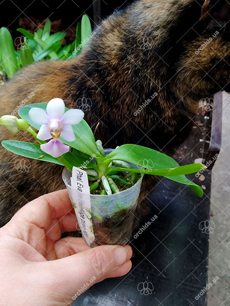 Phalaenopsis Evarise Blue Angel 'Purple Halo'.jpg