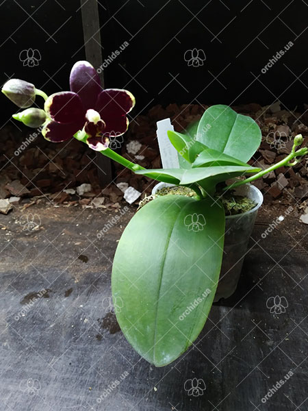 Phalaenopsis Hawaii Dragon Girl x Lioulin Goldfinch.jpg