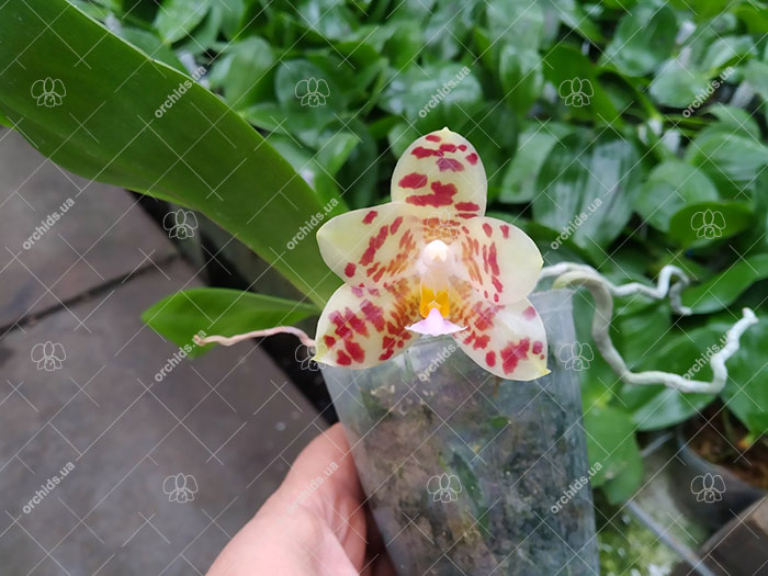 Phalaenopsis gigantea x Yaphon Lover 'Yaphon'.jpg