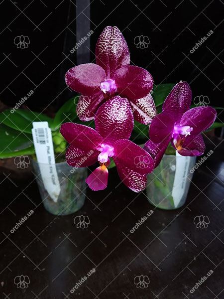 Phalaenopsis Mituo King 'K-Gold'.jpg