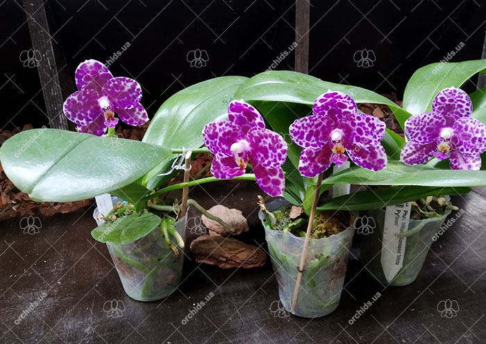 Phalaenopsis Mituo Diamond 'White Python'.jpg