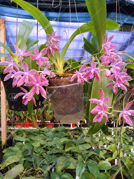Phalaenopsis lueddemanniana.jpg