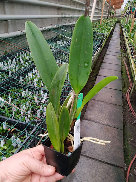 Cattleya mossiae var wagneri.jpg