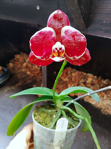 Phalaenopsis YangYang Red Diamond (Huar Jiu Diamond x Dou-dii Super Star).jpg
