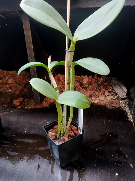 Cattleya amethystoglossa albescens x coerulea.jpg