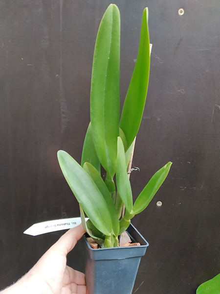 Rhyncholaeliocattleya Thaksina Orange.jpg