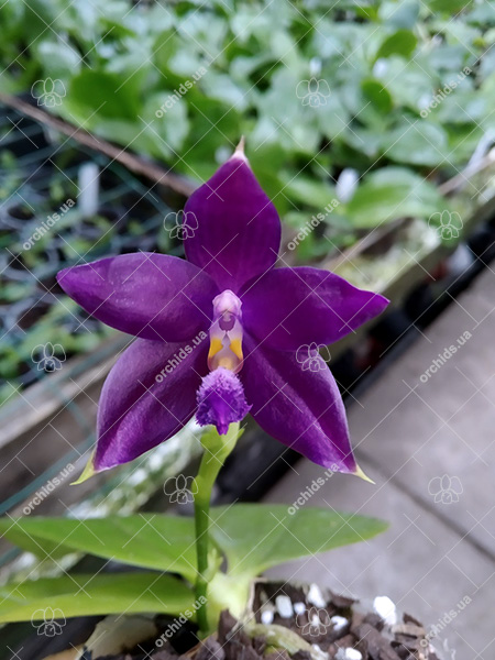 (Phalaenopsis tetraspis x speciosa) x violacea indigo.jpg