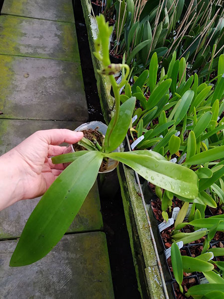 Phalaenopsis pantherina x mannii 'Big Black'.jpg