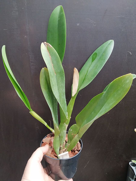 Rhyncholaeliocattleya Mem Buranapan Nikom.jpg