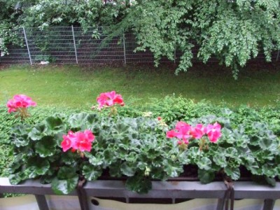Blumen 006.jpg