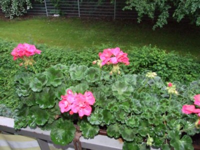 Blumen 005.jpg