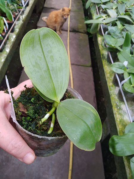 Phalaenopsis Chienlung Zebra.jpg