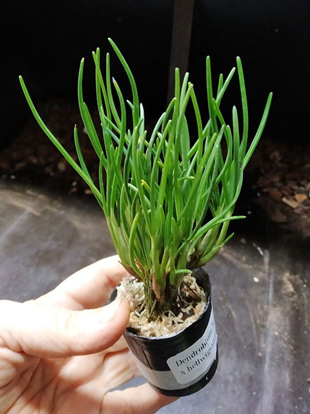Dendrobium hellwigianum x hellwigianum Warren.jpg