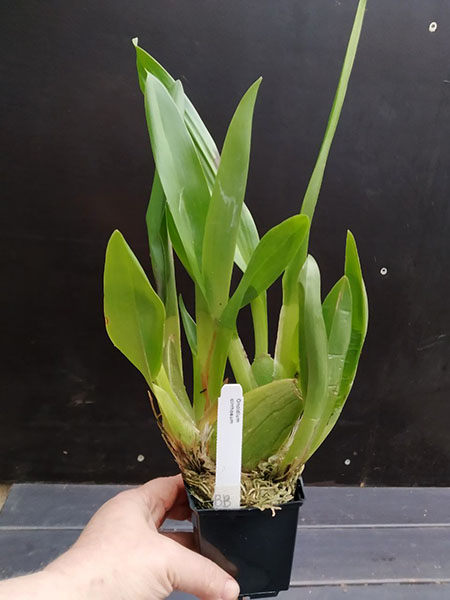 Oncidium cirrhosum.jpg