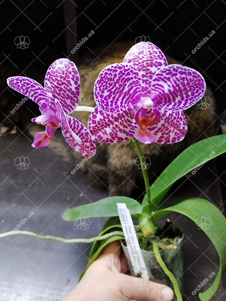 Phalaenopsis Miro Jo Gi 'Mituo #1' x Mituo Sun 'Mituo #1'.jpg