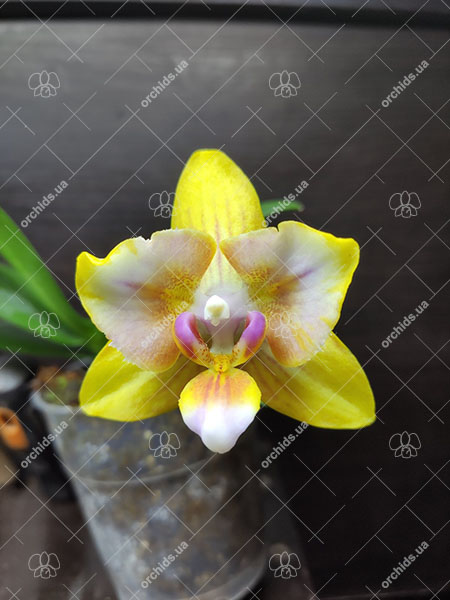 Phalaenopsis Mainshow Pink Panther.jpg