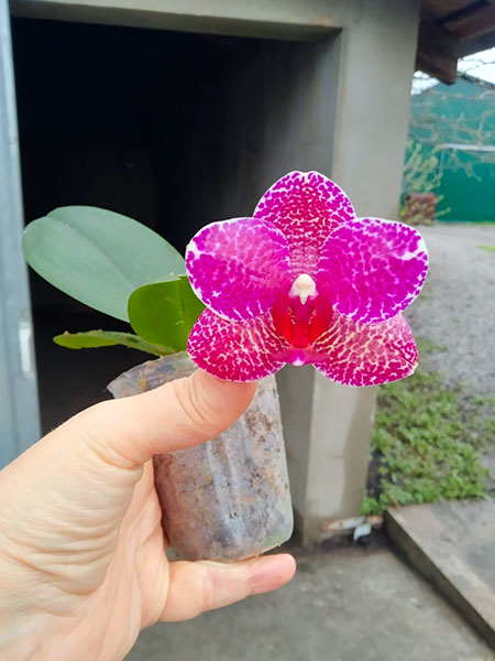 Phalaenopsis (Mituo Sun x Ching Her Buddha).jpg