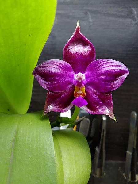 Phalaenopsis Joy Michona (Joy Micholitz-Ludde x bellina var coerulea).jpg