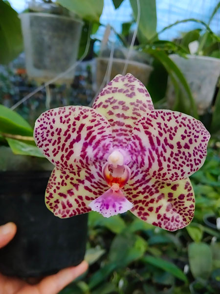 Phalaenopsis Natasha 'Aiko'.jpg