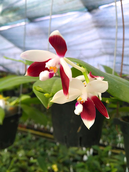 Phalaenopsis tetraspis 'C2'.jpg