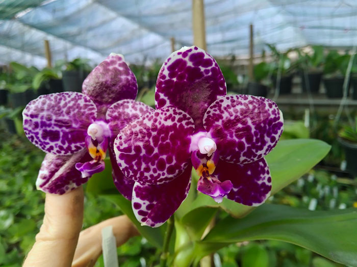 Phalaenopsis Mituo Diamond 'White Python'.jpg
