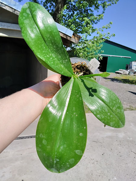 Phalaenopsis Mituo 24 Solar Terms 'Black Angel'.jpg