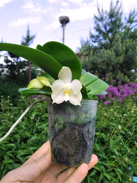 Phalaenopsis Tzu Chiang Tetralitz x Mituo Reflex Dragon.jpg