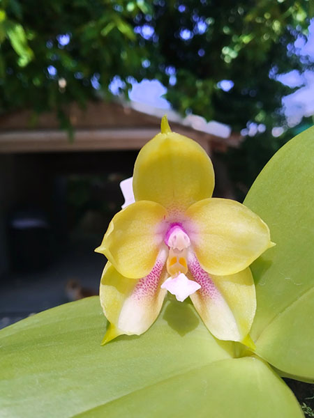 Phalaenopsis (Mituo Gelb Eagle x Zheng Min Muscadine) x Mituo Gelb Eagle 'Oriole'.jpg