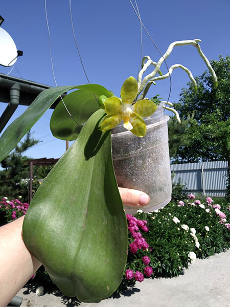 Phalaenopsis Yaphon 'Yellow Bomb' x Gelblieber flava.jpg