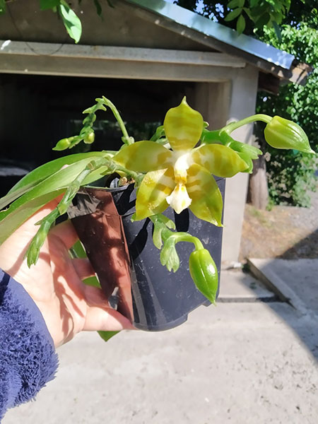 Phalaenopsis Yaphon 'Yellow Bomb' x Gelblieber flava.jpg